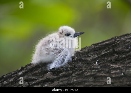 White (Fairy) Tern Gygis alba chick perched motionless on branch on Bird Island, Seychelles in April. Stock Photo