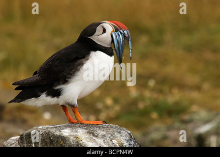 standing on stone Atlantic puffin holding fish in the beak for chicks to feed. Stock Photo