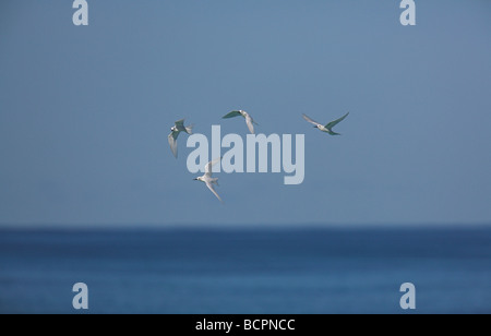 White (Fairy) Tern Gygis alba group in flight over sea on Bird Island, Seychelles in May. Stock Photo