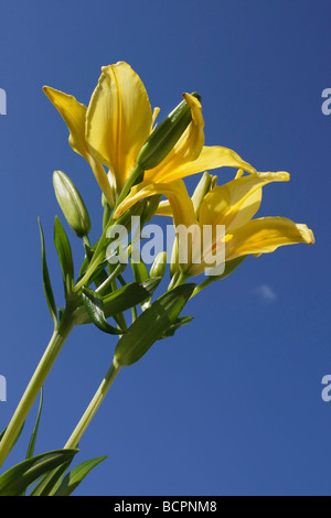 Yellow oriental Lilium flowers on blue sky background low angle from below main color colour nobody close up of photos pictures photography hi-res Stock Photo