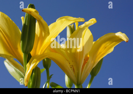 Yellow oriental Lilium flowers on blue sky background low angle from below color colour plants nobody close up of picture photos photography hi-res Stock Photo