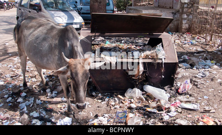 Cow grazing in overflowing rubbish India Stock Photo