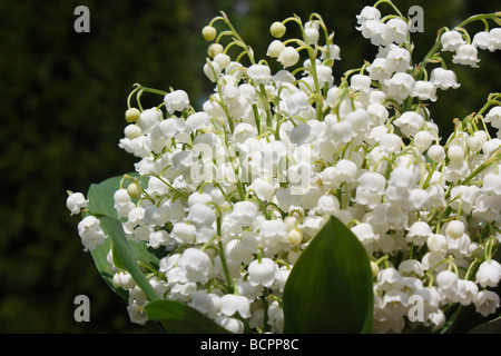 Lily of the Valley Convallaria Majalis European white blooming flowers blurred blurry background floral scape from above closeup walpaper  hi-res Stock Photo