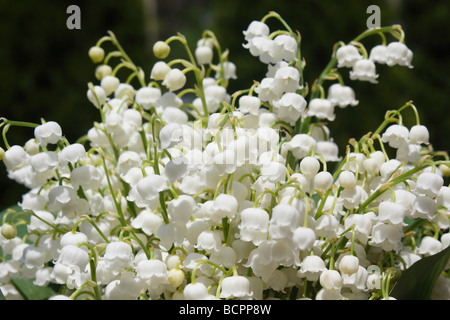 Lily of the Valley Convallaria Majalis European white blooming flowers blurred blurry background floral scape from above closeup wallpaper hi-res Stock Photo