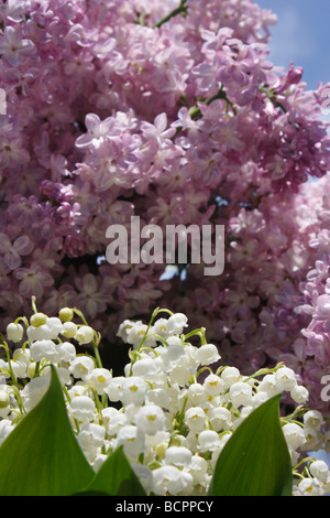 Common purple Lilac Syringa Vulgaris Charles Joly with white flowers Lily of the Valley pictures very high resolution vertical format in USA US hi-res Stock Photo