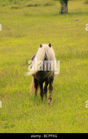 Wild horse along Appalachian Trail Grayson Highlands State Park Virginia Stock Photo