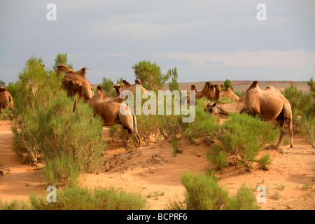Camels grazing in the Gobi tree-saxaul forest, South Gobi, Mongolia Stock Photo