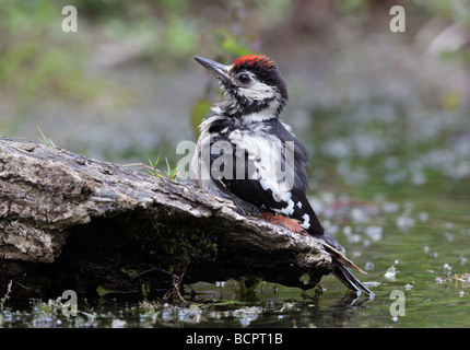 Greater Spotted Woodpecker Dendrocopos major Stock Photo