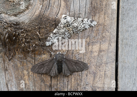 Peppered Moth Biston betularia & Biston betularia carbonaria at rest showing variations in colour & camouflage markings Stock Photo