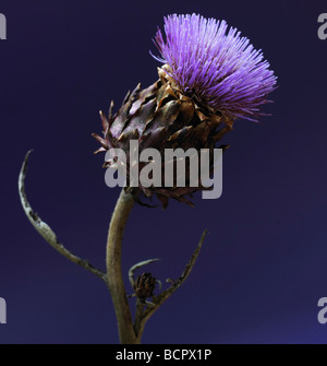 Cynara scolymus Artichoke Stock Photo