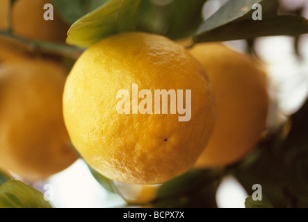 Citrus Ponderosa Lemon - Ponderosa lemon Stock Photo