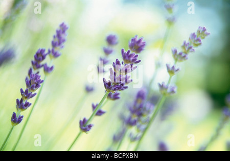 Lavandula augustifolia Lavender Stock Photo