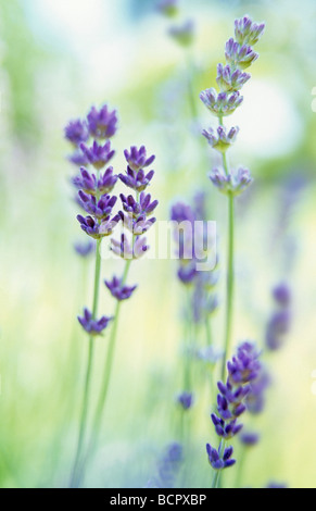 Lavandula augustifolia Lavender Stock Photo