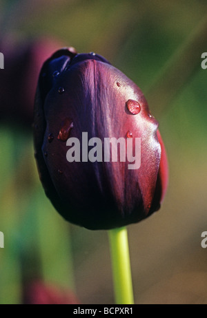 Tulipa - variety not identified Tulip Stock Photo