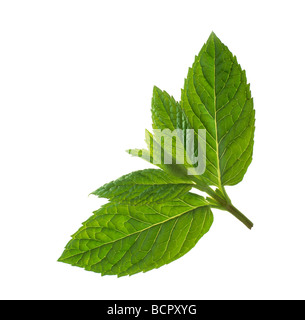 Mentha piperita Mint - Peppermint leaves on a cut stem against a white background. Stock Photo