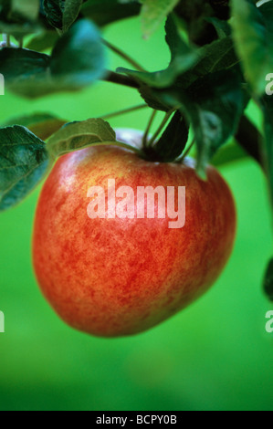 Malus domestica ‘Ellison’s Orange’ Apple Stock Photo