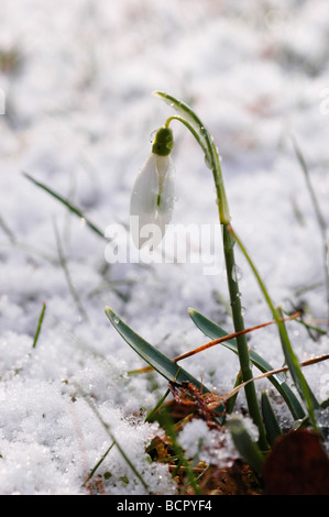 Galanthus - variety not identified Snowdrop Stock Photo