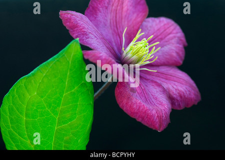 Clematis ‘Ville de Lyon’ Clematis Stock Photo