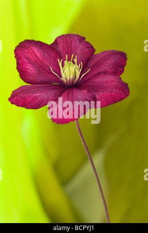 Clematis ‘Ville de Lyon’ Clematis Stock Photo