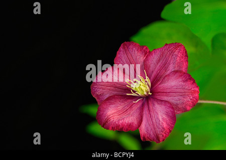 Clematis ‘Ville de Lyon’ Clematis Stock Photo