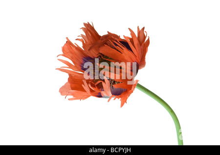 Papaver orientale 'Curlilocks' Poppy - Oriental poppy Stock Photo