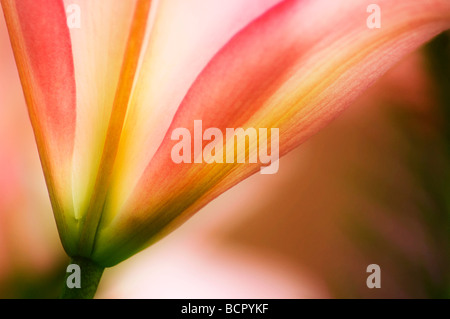 Lilium American hybrid Lily Stock Photo