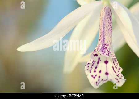 Laelia cattleya Orchid Stock Photo