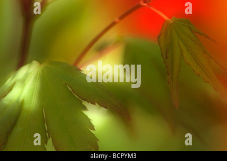 Acer palmatum Japanese maple Stock Photo