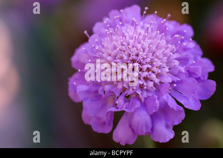 Scabiosa Pincushion flower Stock Photo