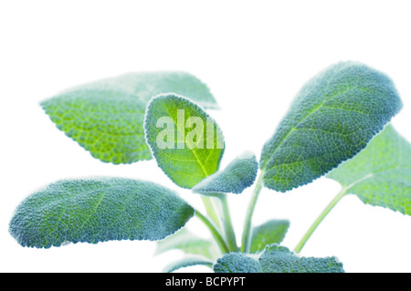 Salvia officinalis Sage Stock Photo