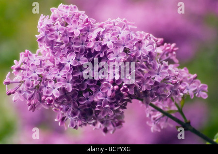 Syringa vulgaris Lilac Purple flowers Stock Photo