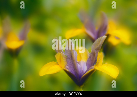 Iris danfordiae, Dwarf iris, Purple and yellow flowers isolated in shallow focus against a green background. Stock Photo