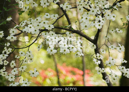 Cornus 'Florida', Dogwood, Flowering dogwood, White flowers on branches. Stock Photo