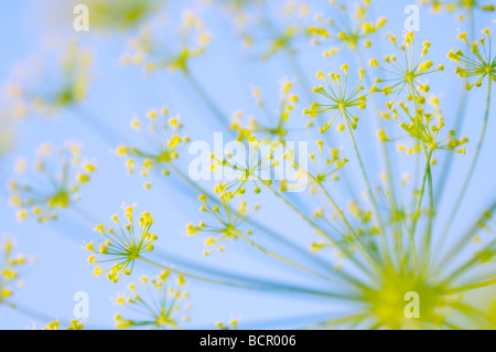 Anethum graveolens, Dill, Umbel shaped flower head with small yellow flowers on radiating stems against a blue sky. Stock Photo