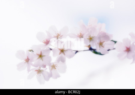 Prunus, Cherry, Pink flower blossom on a branch against a white background. Stock Photo