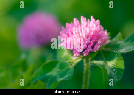 Trifolium pratense, Clover Stock Photo
