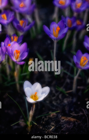 Crocus vernus, Crocus Stock Photo