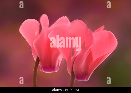 Cyclamen hederifolium Pink flowers Stock Photo