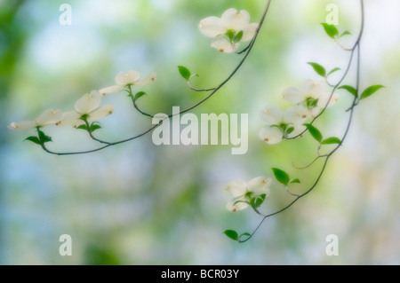 Cornus 'Florida', Dogwood, Flowering dogwood Stock Photo