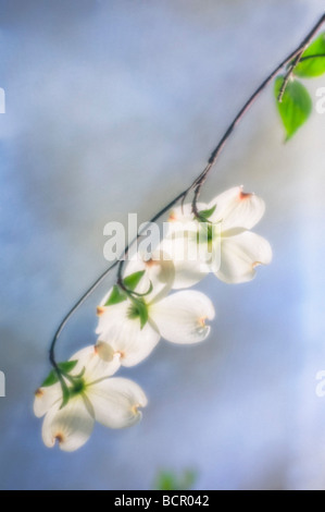 Cornus 'Florida', Dogwood, Flowering dogwood Stock Photo