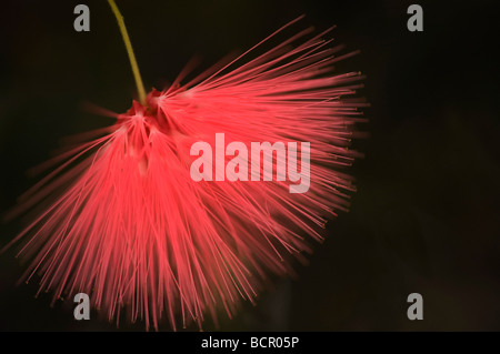 Calliandra haematocephala Powder-puff tree Stock Photo