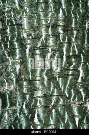Acer callipes, Maple, Red snake bark maple Stock Photo