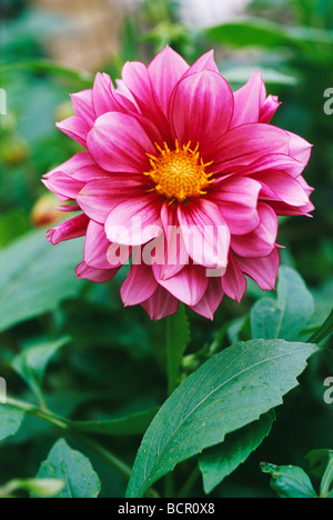 Dahlia Stock Photo