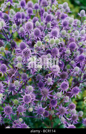 Sea Holly eryngium x tripartitium Stock Photo