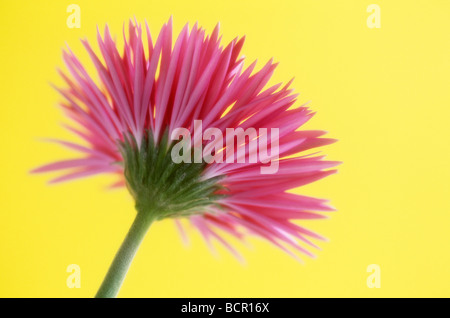 Gerbera, Stock Photo