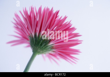 Gerbera Stock Photo