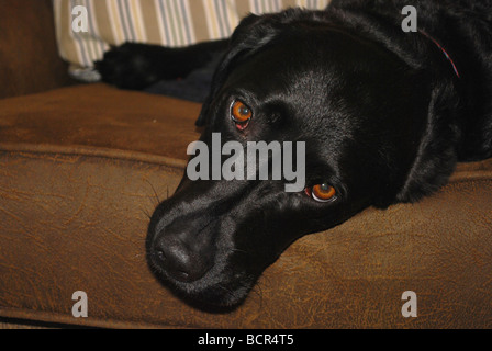 a black labrador lounging on a sofa Stock Photo