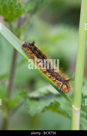 Drinker Moth Euthrix potatoria caterpillar on a Common Reed (Phragmites) leaf Stock Photo