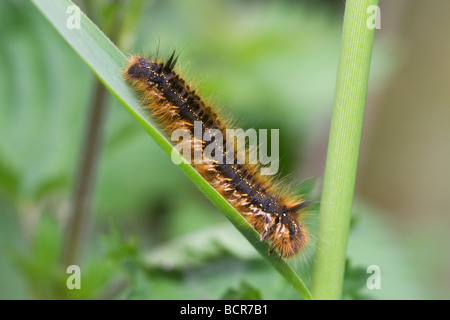 Drinker Moth Euthrix potatoria caterpillar on a Common Reed (Phragmites) leaf Stock Photo