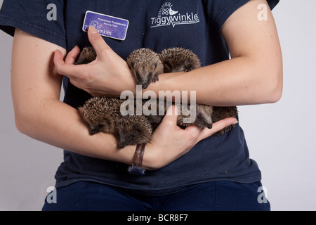 Hedgehog, Erinaceus europaeus, Urchins in hand Stock Photo